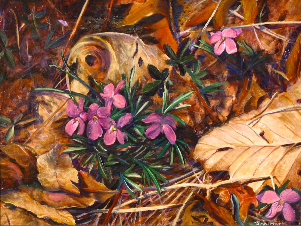 Wild Violets