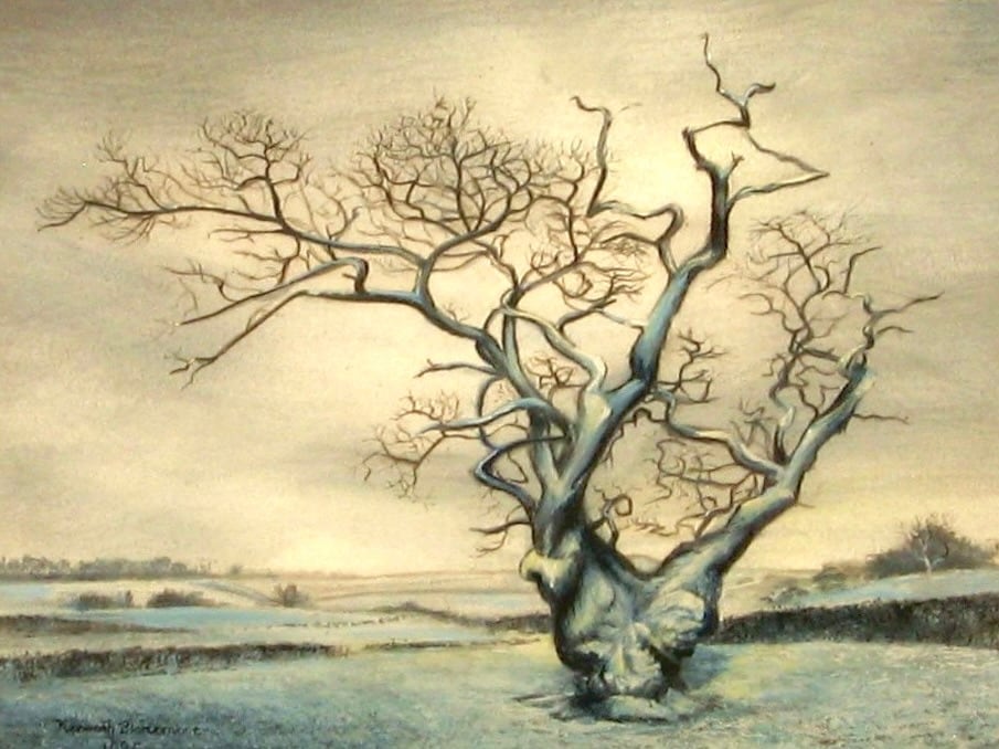 Solitary Tree In Winter