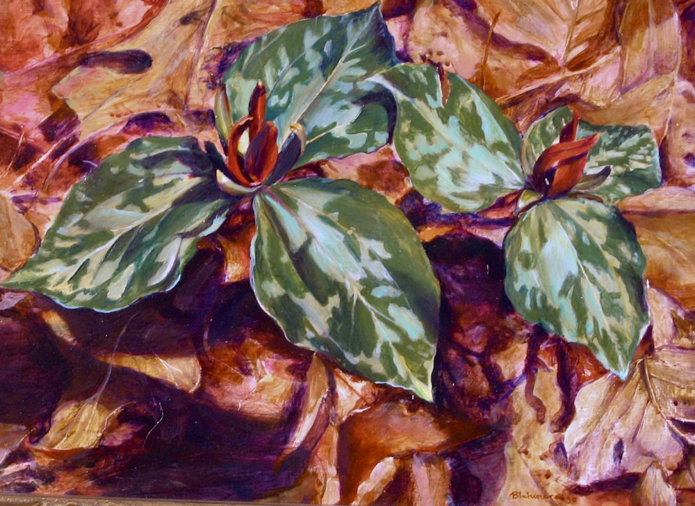 Trilliums